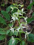 Phalanthre  deux feuilles (Orchide)