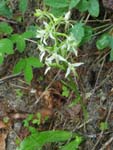 Phalanthre  deux feuilles (Orchide)