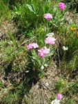 L'oeillet des dieux (Lychnis flos-jovis).