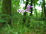 Cephalanthera Rubra, Orchide trouve  Boudry le 26.06.2004 (CH)