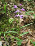Cephalanthera Rubra, Orchide trouve  Boudry le 26.06.2004 (CH)