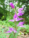 Cephalanthera Rubra, Orchide trouve  Boudry le 26.06.2004 (CH)