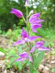 Cephalanthera Rubra, Orchide trouve  Boudry le 26.06.2004 (CH)