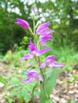 Cephalanthera Rubra, Orchide trouve  Boudry le 26.06.2004 (CH)