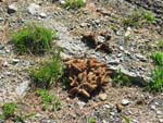 Les crottes de marmottes