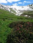 Les rhododendrons