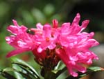 Le rhododendron ferrugineux