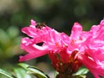 Le rhododendron ferrugineux