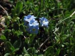 Le myosotis alpestre